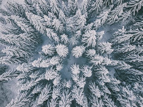 Winter forest, aerial view, spruce, snow, HD wallpaper | Peakpx