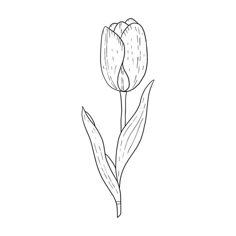 Tulip hand drawn outline drawing.Black and white image.Stylized image ...