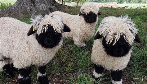 'World's cutest sheep' to make another appearance at Canterbury Show ...