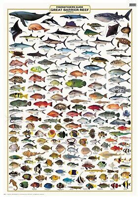 Australian Fish Identification- Great Barrier Reef - LAMINATED CAMTAS ...