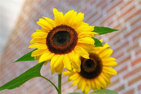 Yellow Sunflower Macro Photographyt · Free Stock Photo