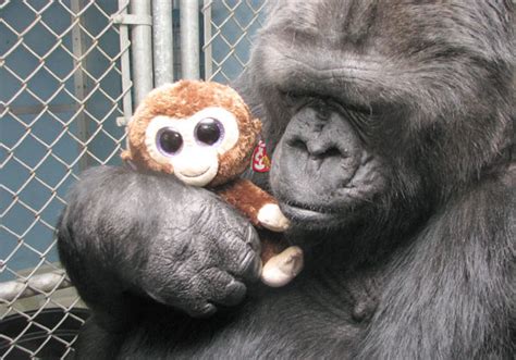 Koko cuddles big-eyed doll - The Gorilla Foundation