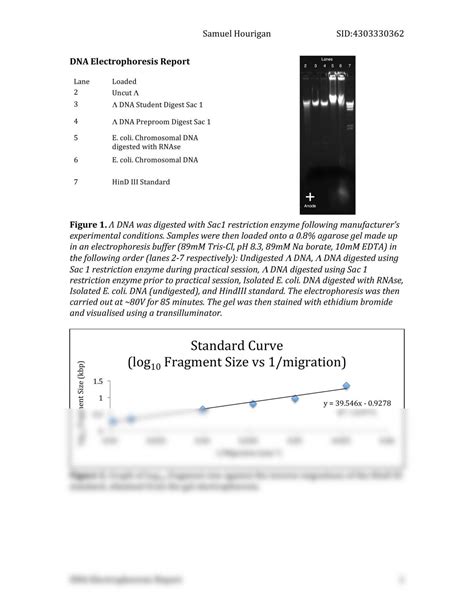 DNA electrophoresis report | MBLG1001 - Molecular Biology & Genetics ...