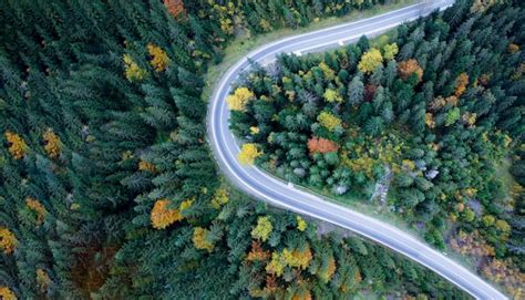 Top view road through dense forest aerial view - Stock Image - Everypixel