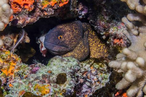 Yellow Edged Moray Eel- Facts Photographs Video | Seaunseen