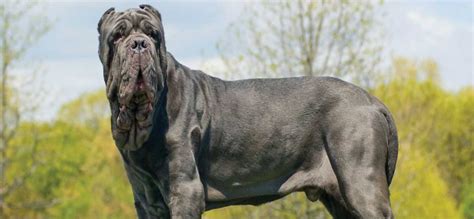 Neapolitan Mastiff: Ultimate Breed Guide (2020) | Pups4Sale breeders ...