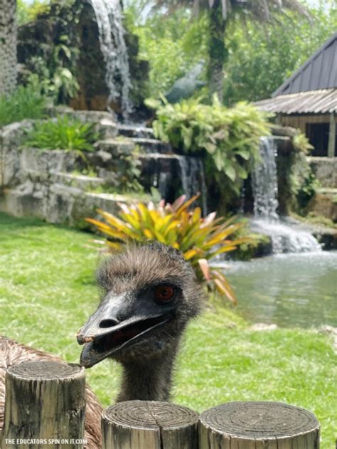 Airboat Ride at Everglades Alligator Farm - The Educators' Spin On It