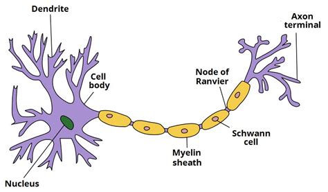 Ultrastructure of Nerves - Classification - Neurones - TeachMeAnatomy