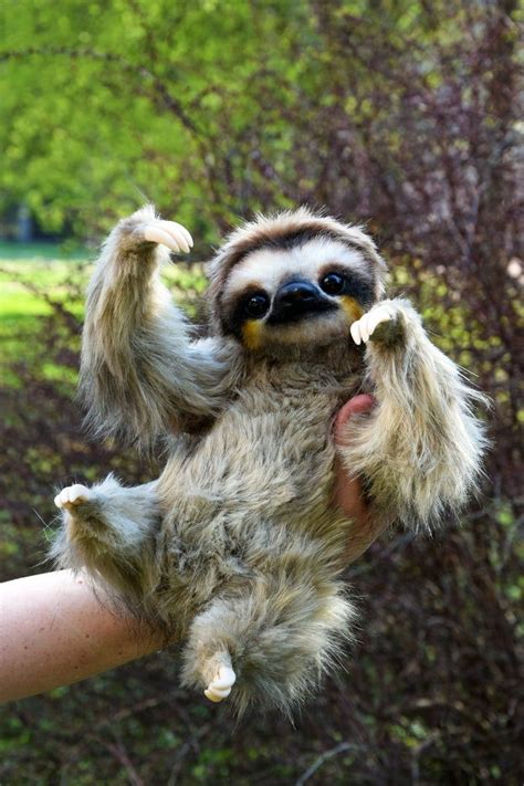 Sloth | Baby animals funny, Baby animals pictures, Cute baby sloths