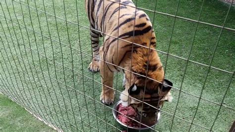 Feeding the tigers ! - YouTube