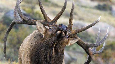 Bugling elk reason to visit Rocky Mountain National Park