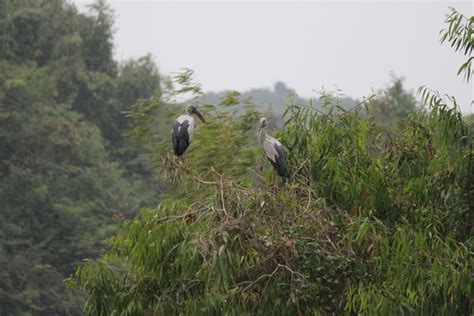 Bird watching in Thung Nham bird garden in Ninh Binh