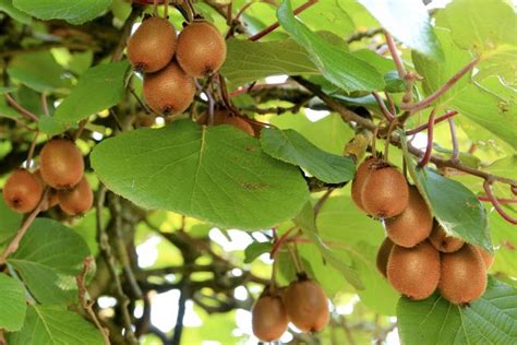 Kiwifruit: Planting, Growing, and Harvesting Kiwi Vines