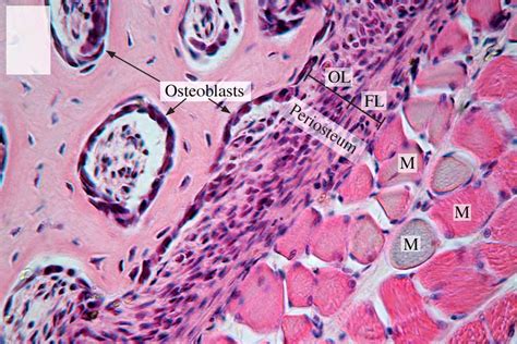 Compact Bone (Decalcified) Series, Osteoblasts_40x