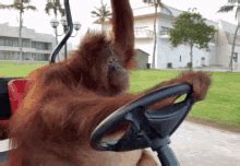 Orangutan Driving GIF – Orangutan Driving – GIFs entdecken und teilen