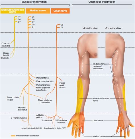 Brachial Plexus Injury Chart