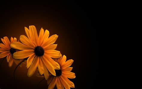 FREE 20+ Yellow Flower Backgrounds in PSD | AI