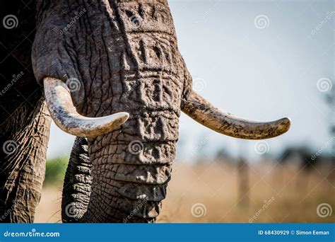 Elephant tusks stock image. Image of endangered, tusk - 68430929