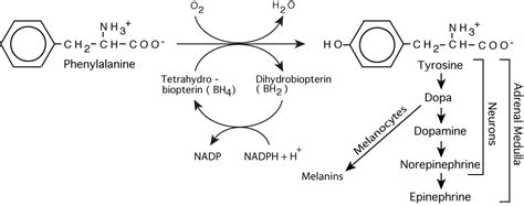 AMINO ACID METABOLISM : PHENYLALANINE & TYROSINE