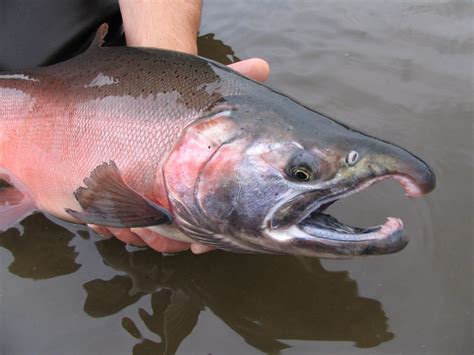 Science unsure of cause for salmon decline in Yukon River