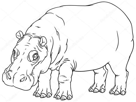 Hand drawing outline illustration of hippo Stock Vector Image by ...