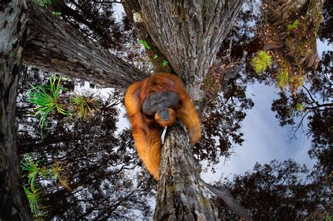 Photo of Orangutan Wins Nature TTL Photographer of the Year 2021 ...