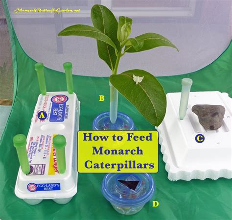 5 Ways to Serve Monarch Caterpillar Food- Milkweed Cuttings