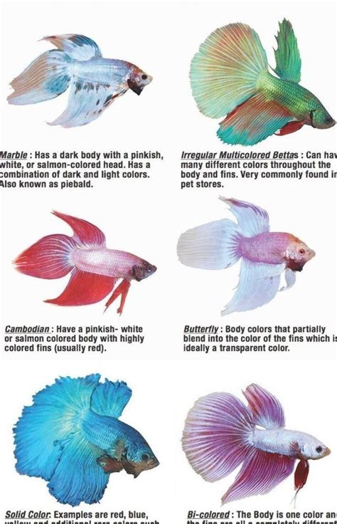 Discover the Most Common Types of Betta Fish