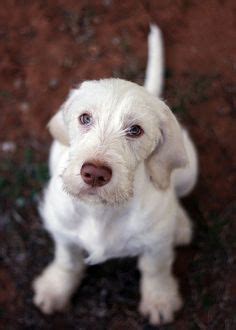 41 Spinone Italiano ideas | dog breeds, puppies, italian spinone