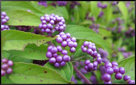 Purple Beautyberry Bush – Stephi Gardens