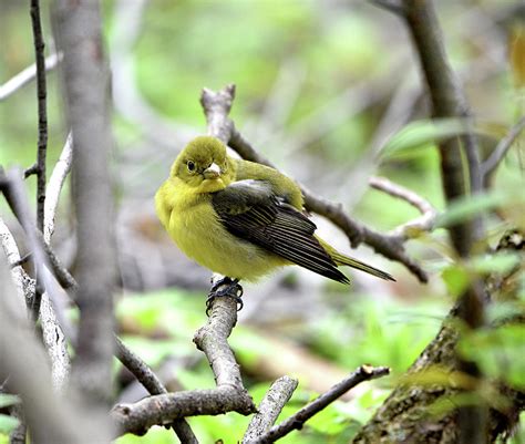 Female Scarlet Tanager Photograph by Cheryl Rutherford - Fine Art America