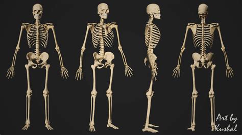 ArtStation - Human Skeleton Male 3D model | Game Assets