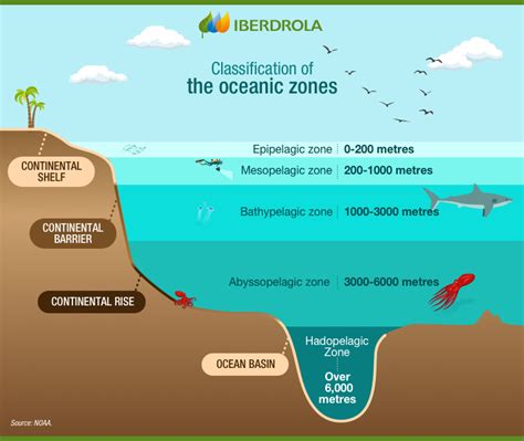 Pelagic Zone Animals