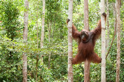 Helping orangutans survive: new project aims to connect habitat ...