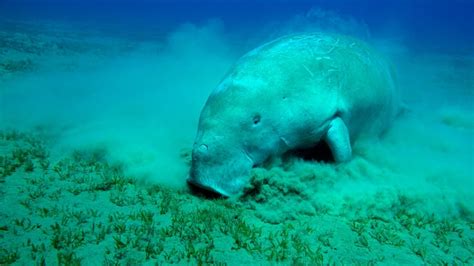 Dugong conservation project makes waves | GEF