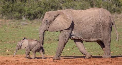 Baby African Elephant and Mom Stock Photo - Image of calf, running ...