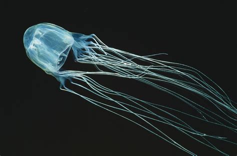 Box jellyfish | Size, Habitat, Venom, & Facts | Britannica