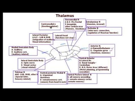 Thalamus / Nuclei/ functions - YouTube