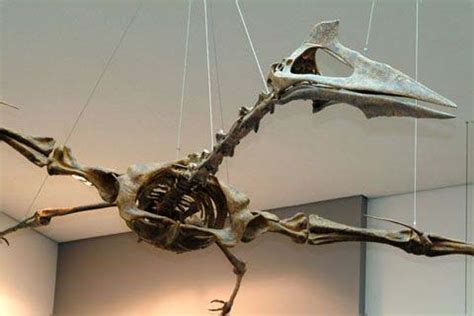 Quetzalcoatlus Fossil