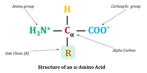 Amino Acid: Structure and Functions (Biochemistry Short Notes ...