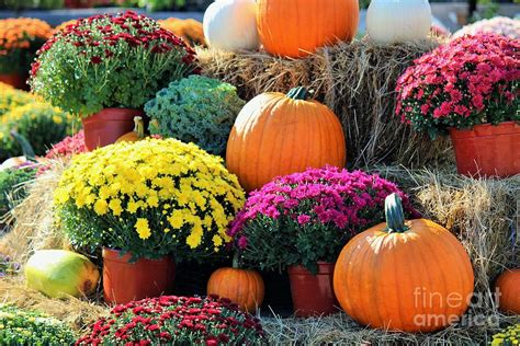 Fall mums and pumpkins Photograph by Colleen Snow | Fine Art America