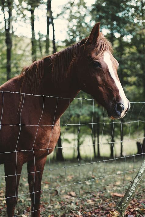 Horse Wire - Samson Wire & Fencing