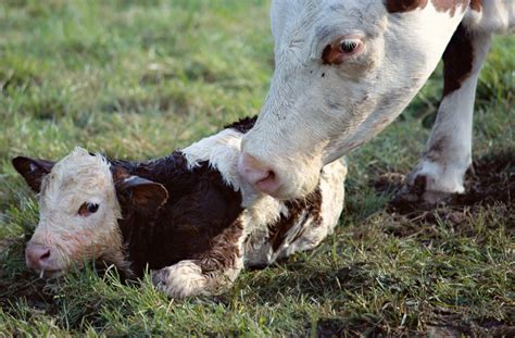 Managing a Successful Calving Season - Alabama Cooperative Extension System