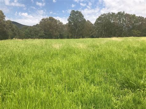 Weeping grass | Microlaena stipoides | Native Australian Grasses