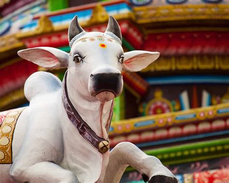 8 of the Holiest Animals of the World's Religions - A-Z Animals