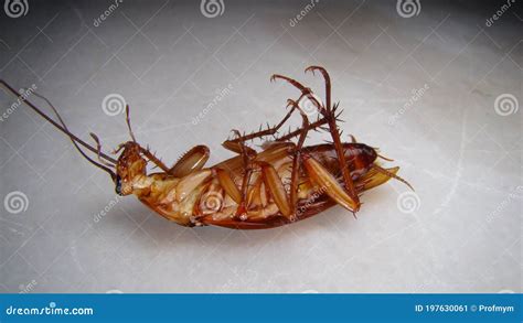 Close Up Of Cockroach Isolated On White Background. Closeup Cockroach ...