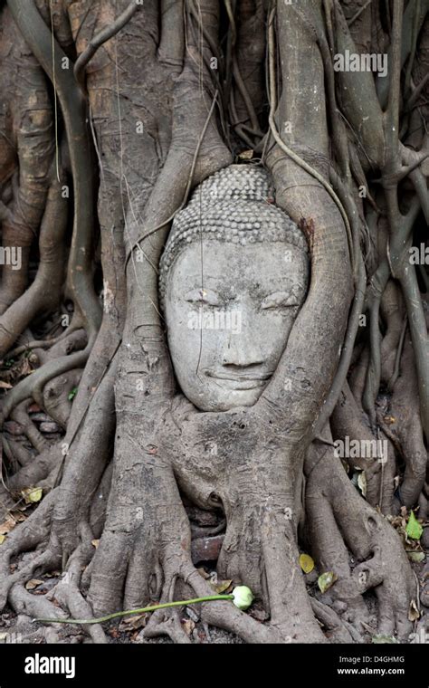 Tree growing around the head of a Buddha at Wat Phra Mahathat ...