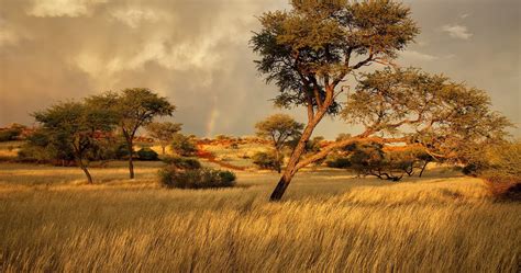 namibia africa savanna 4k ultra hd wallpaper | Landscape wallpaper ...