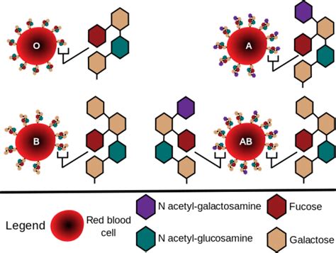 ABO Blood Types with Antigens and Antibodies | Medical Laboratories