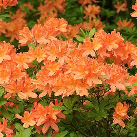 1 X ORANGE AZALEA JAPANESE EVERGREEN SHRUB HARDY GARDEN PLANT IN POT